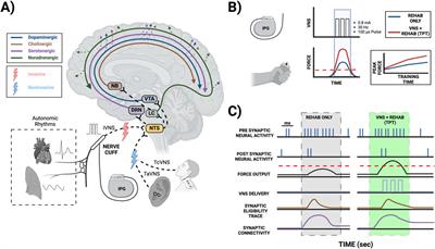 State dependent vagus nerve stimulation for targeted plasticity therapy: challenges and considerations